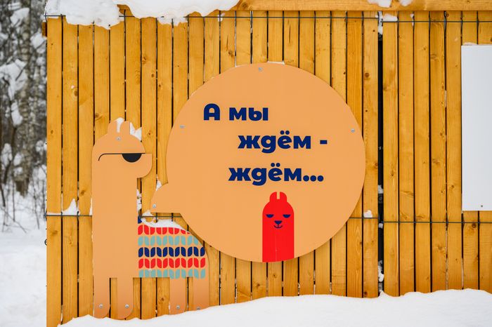 Парк альпак «Пача мама» в парке «Взлет» Домодедово