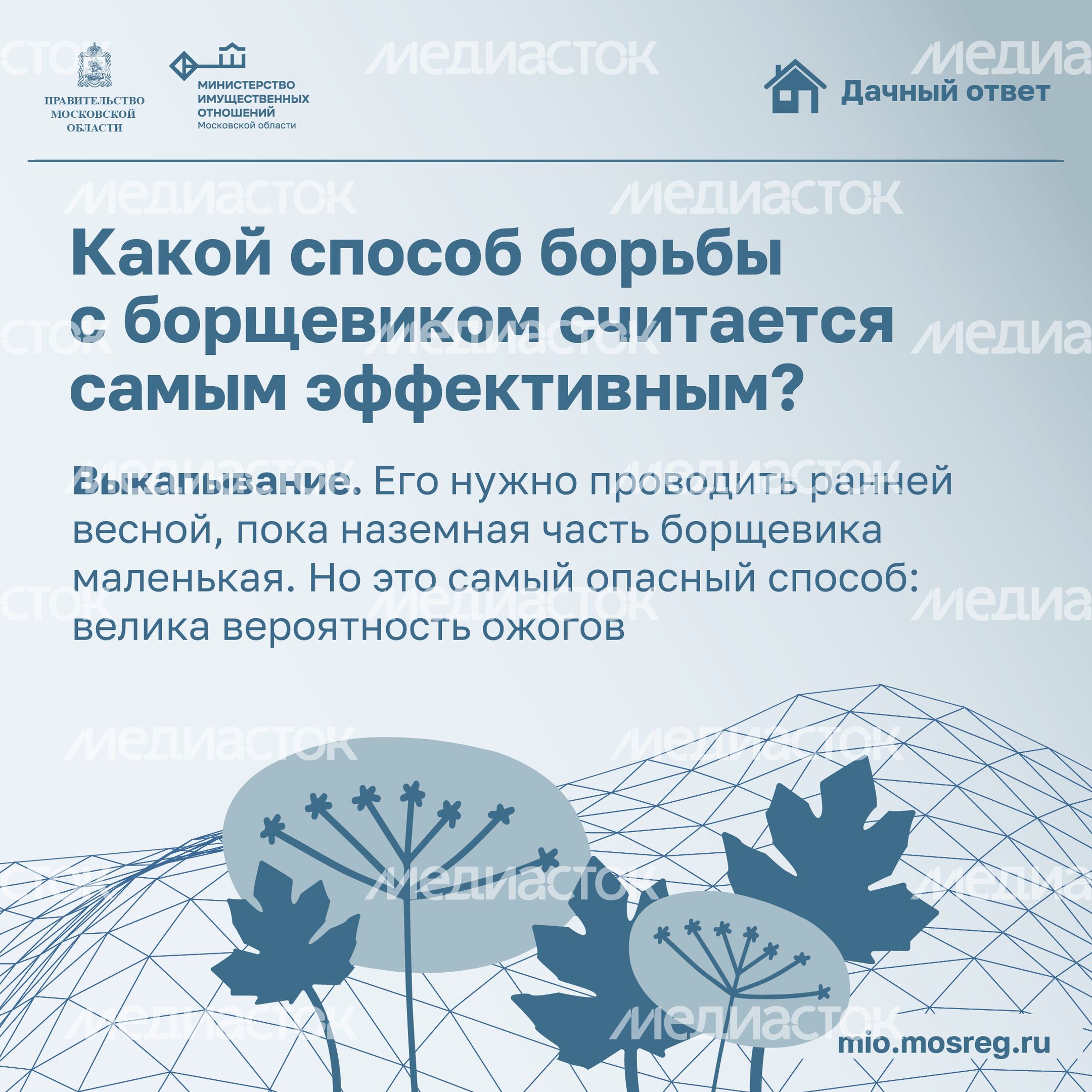Дачный ответ_борщевик-20.jpg