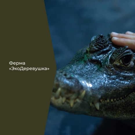 Фермы с животными