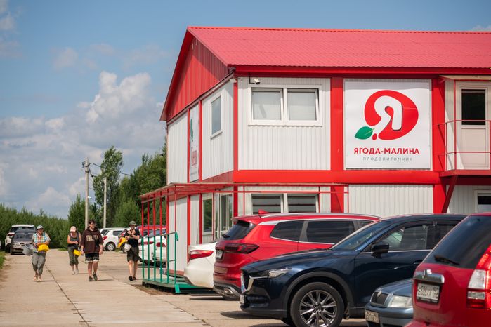 Выращивание клубники в ООО "Плодопитомник "Ягода-малина" в округе Шаховская