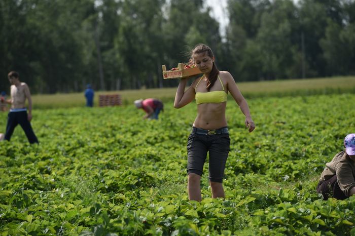 Сбор клубники в совхозе имени Ленина