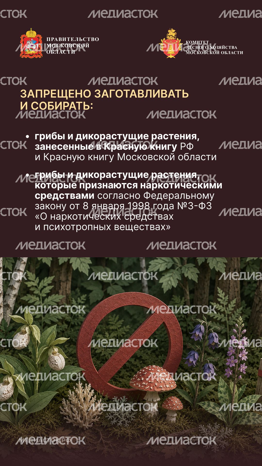 Ягоды, грибы, лекарственные растения вертикаль 04