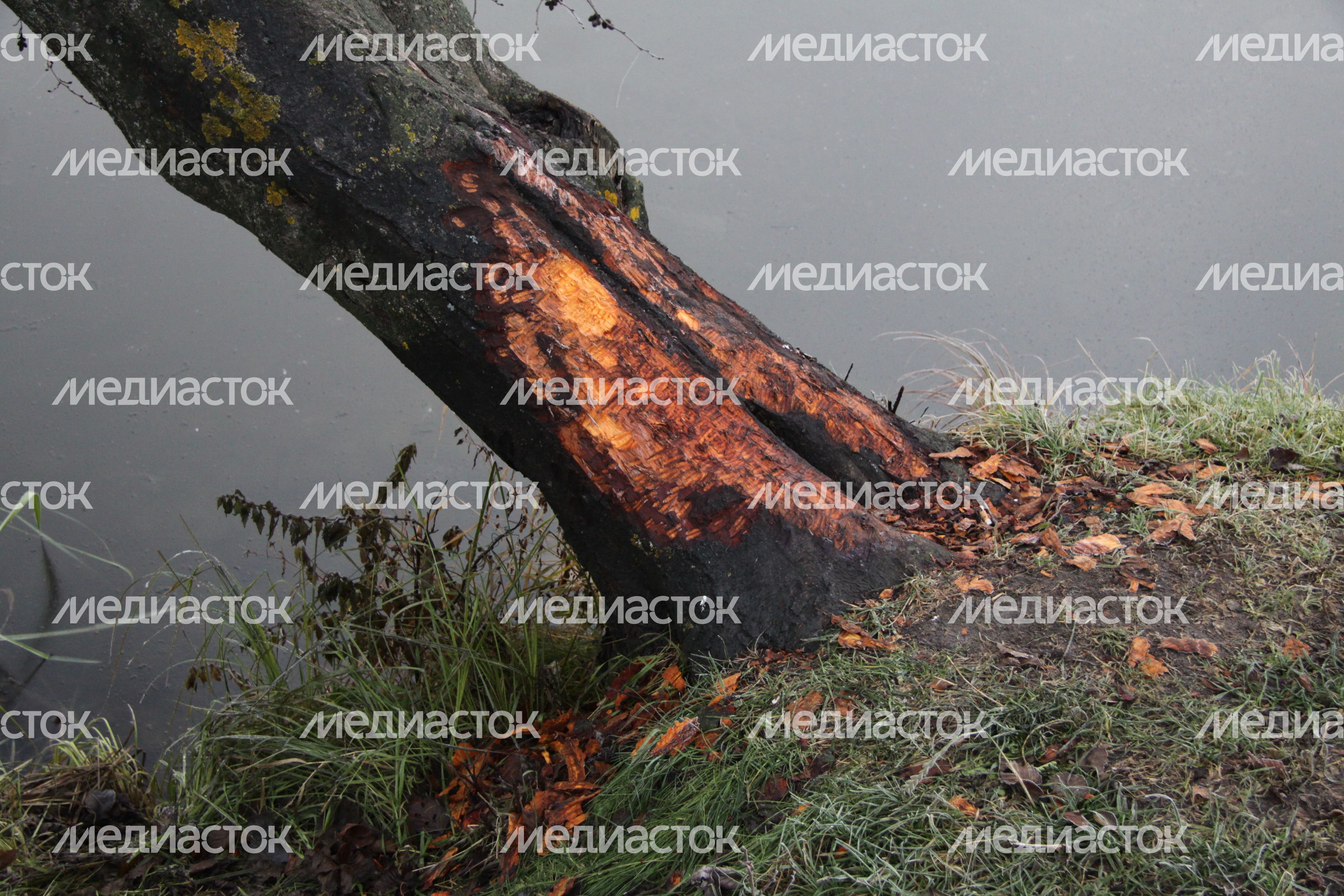 Семейство бобров в дубненском парке