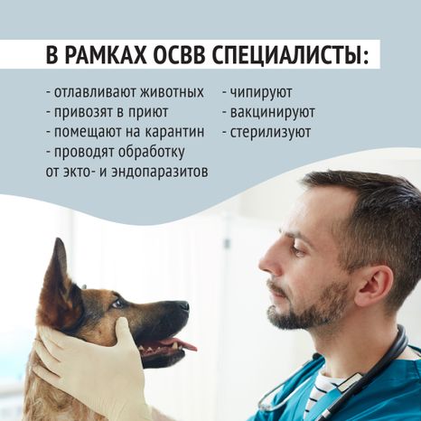 Безнадзорные животные