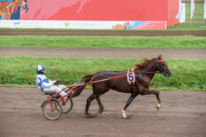 Праздник рысистого коннозаводства на Раменском ипподроме
