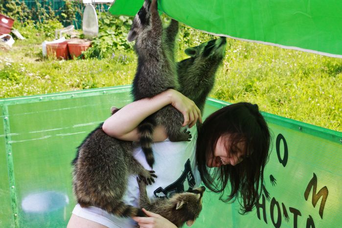 «Дом енота» в Хотьково