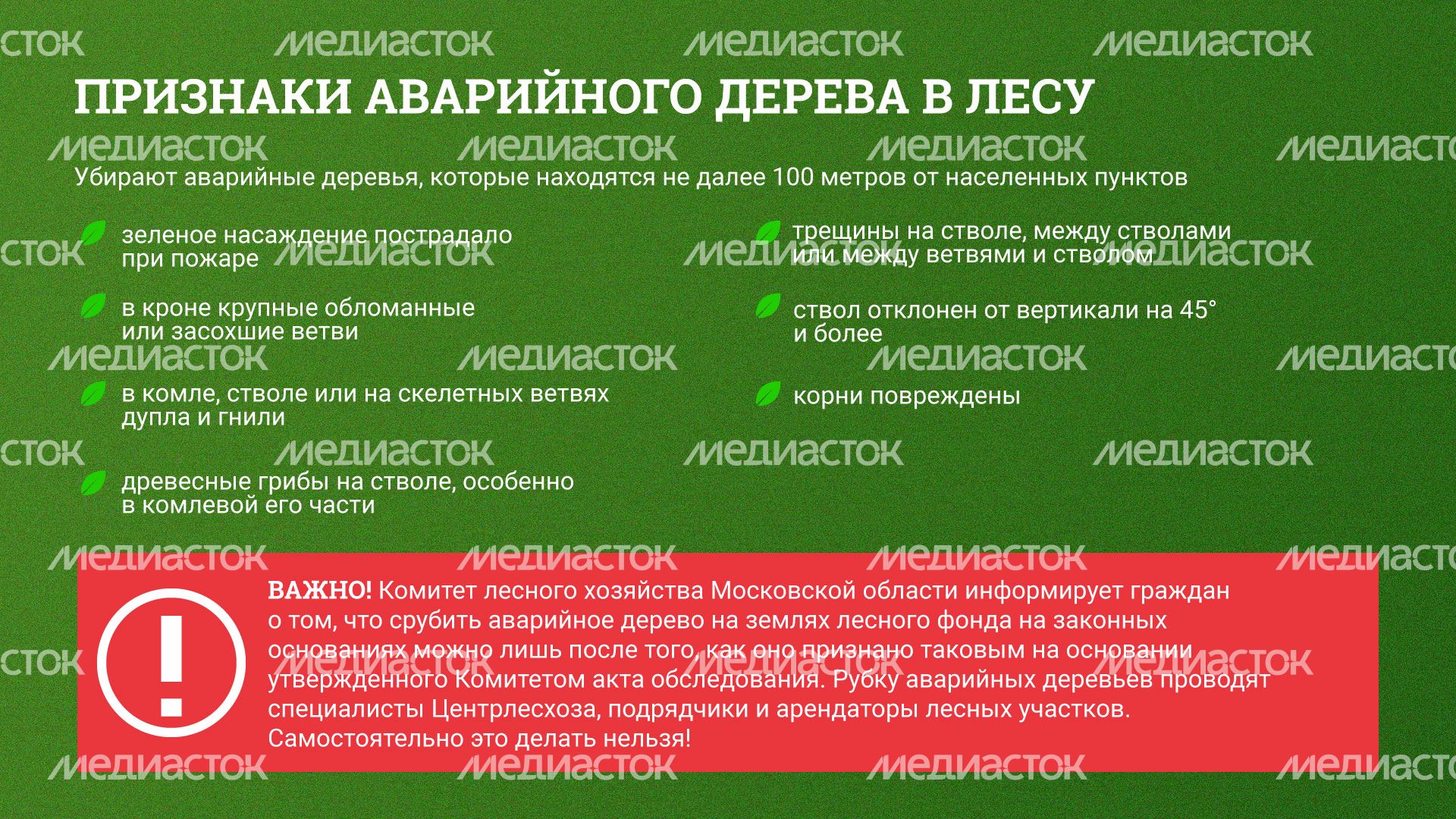 Горизонт_-аварийные-деревья_02.jpg