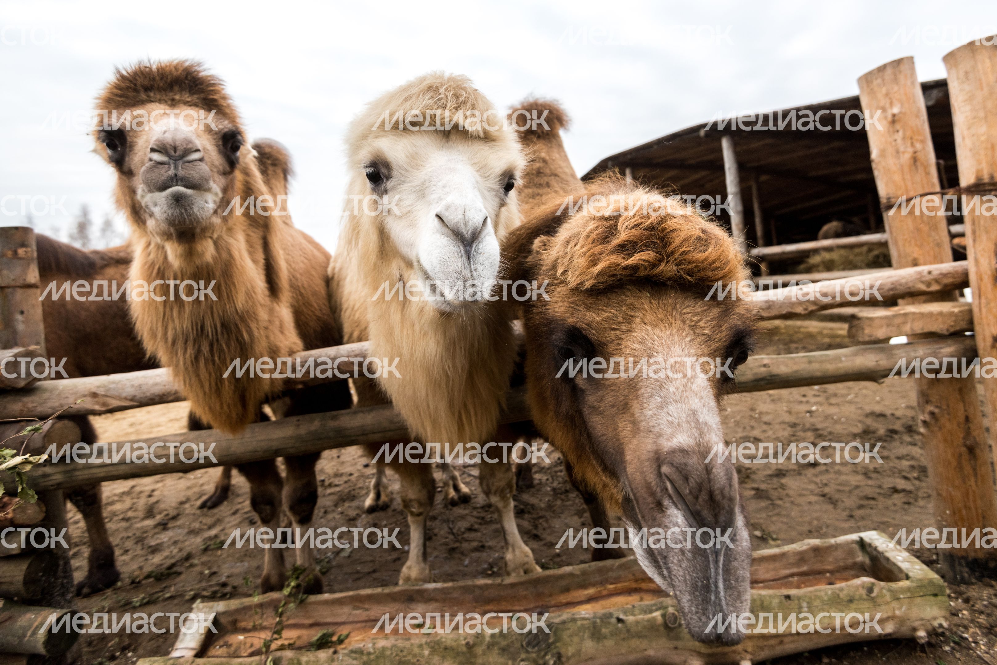 Этнопарк «Кочевник»