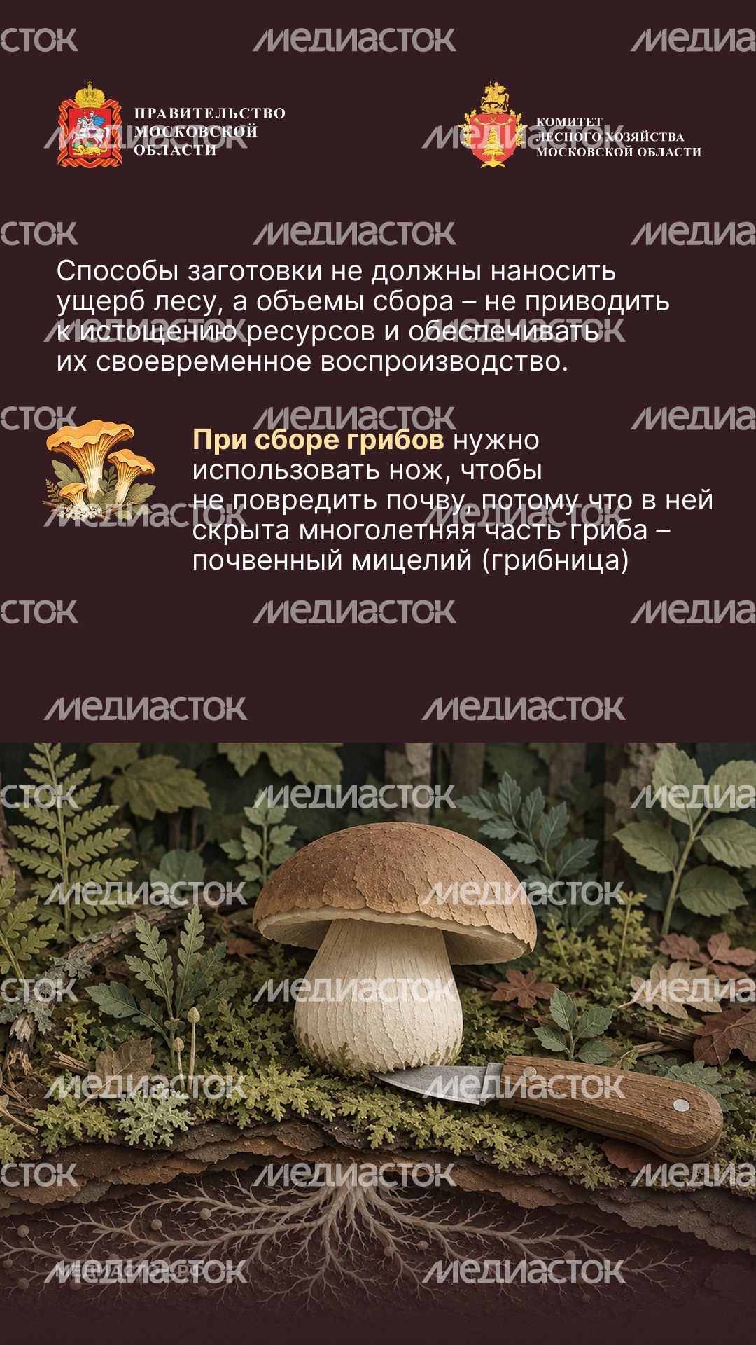 Ягоды, грибы, лекарственные растения вертикаль 05