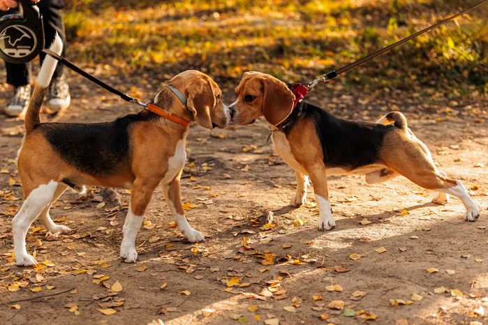 Две собаки породы бигль встретились на прогулке в парке