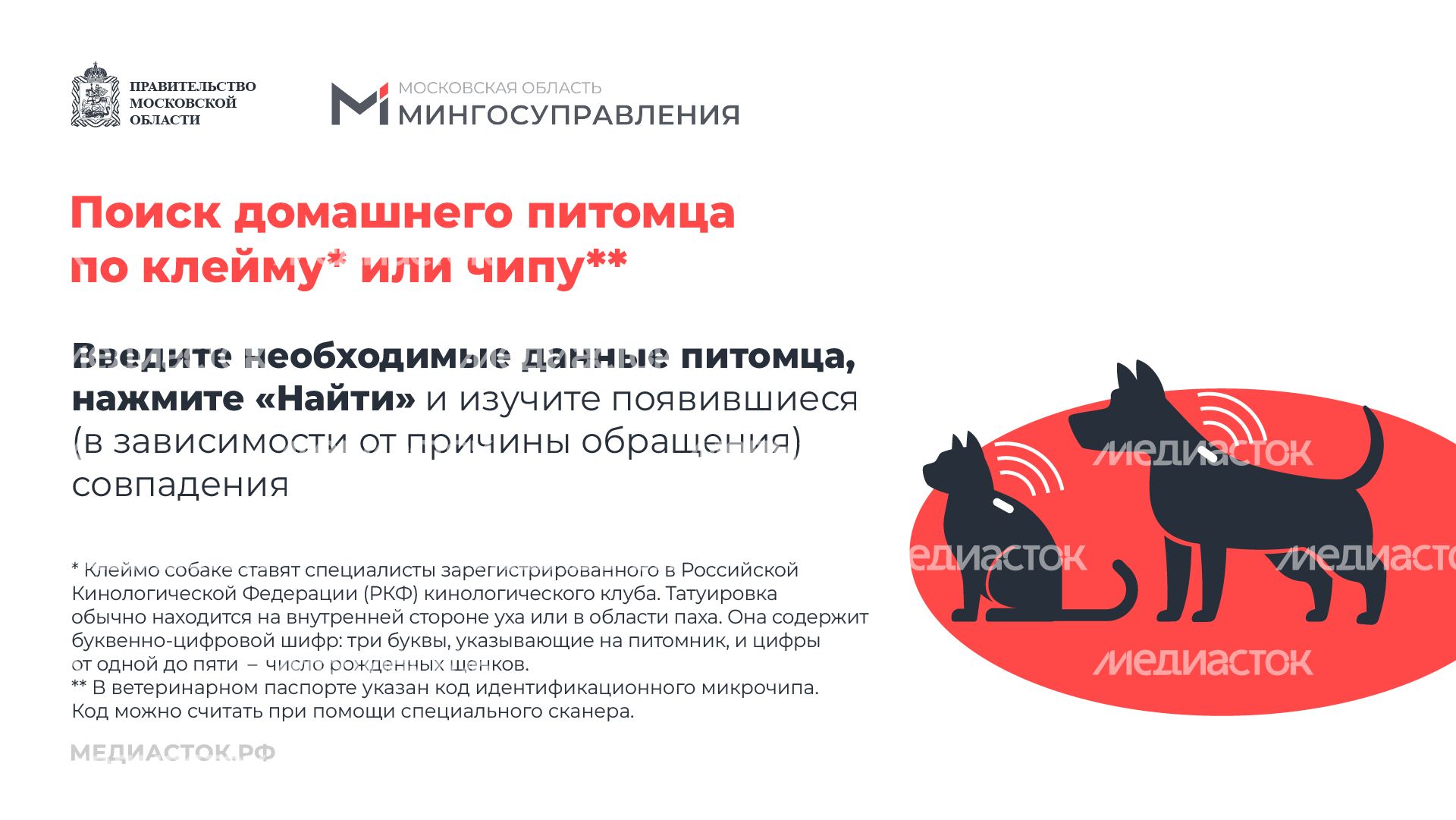 Домашние животные горизонталь 05 Домашние животные горизонталь 05
