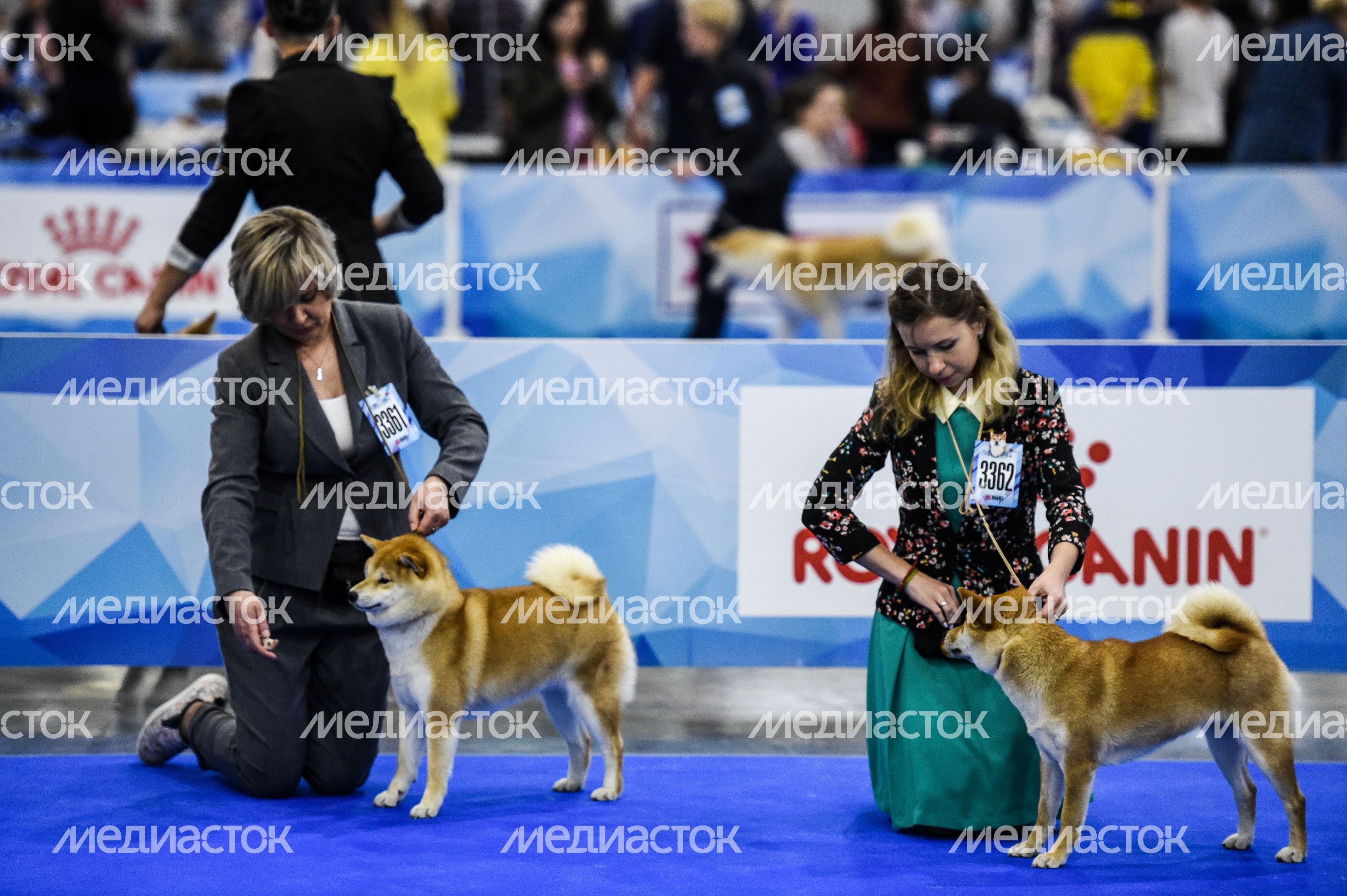 Выставка собак Евразия‑2018 прошла в Подмосковье