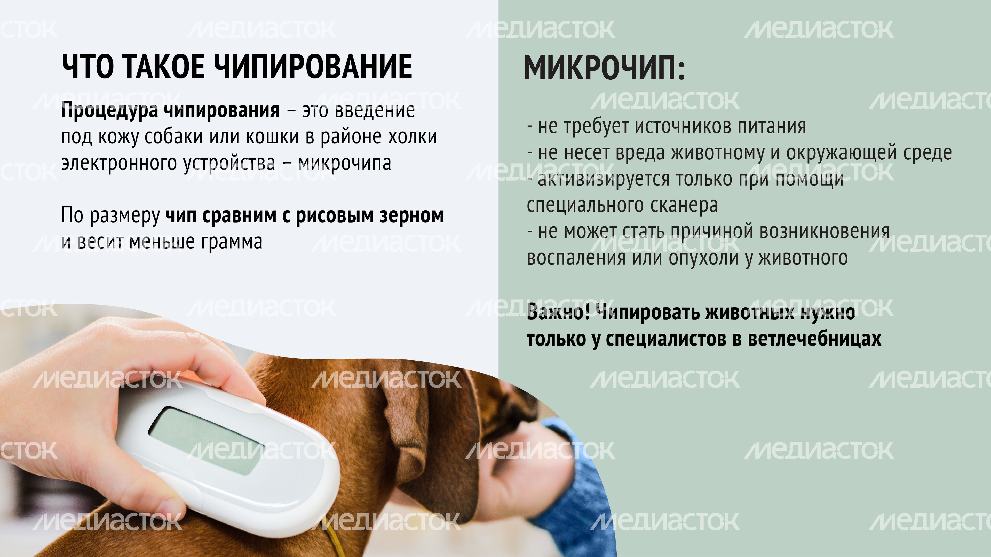 Чипирование-09.jpg
