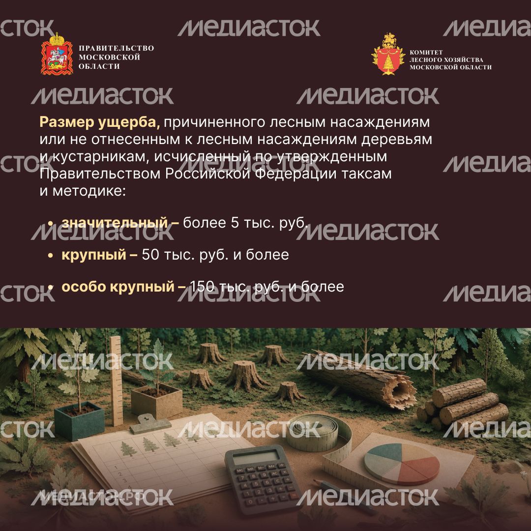 Незаконная рубка квадрат 07