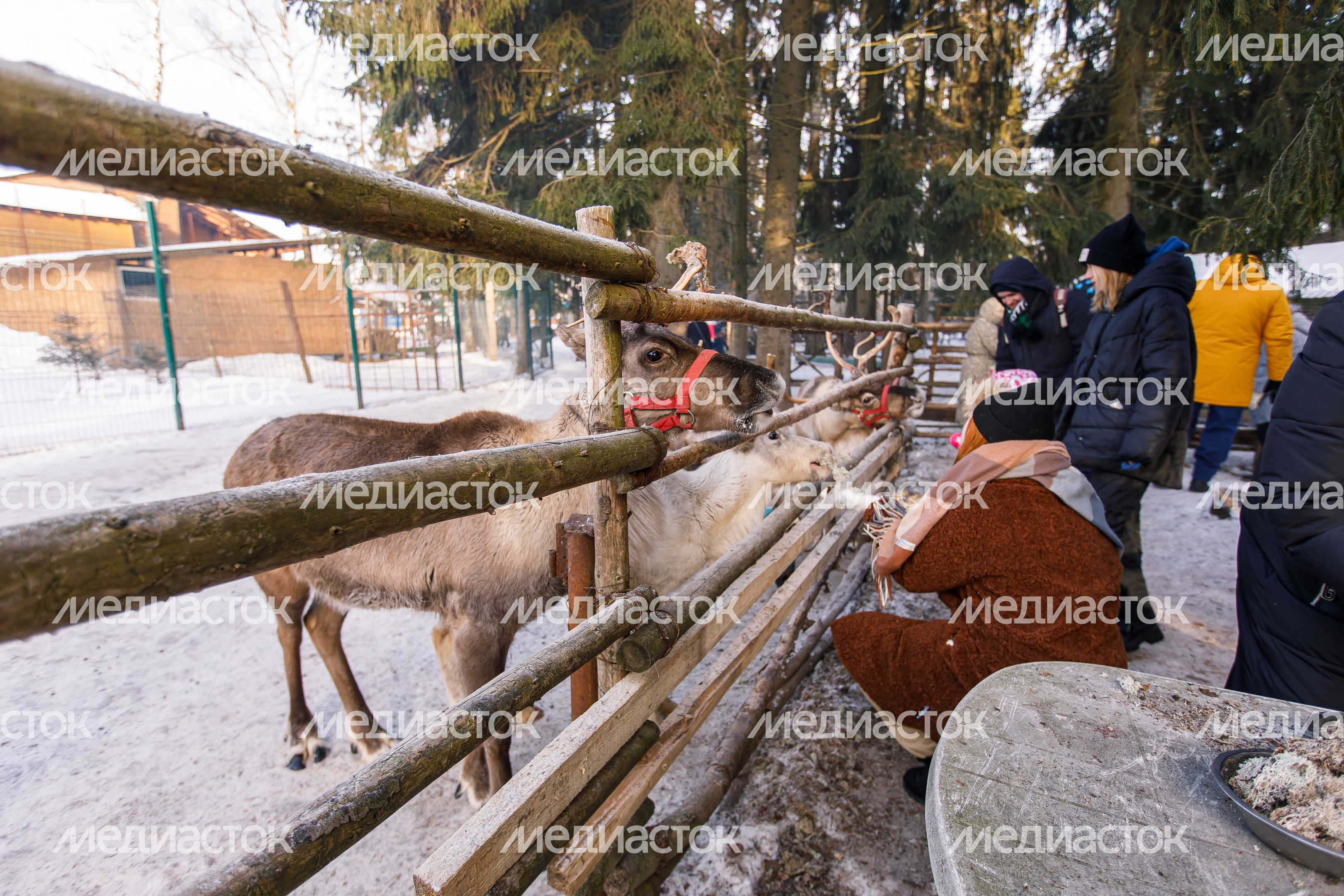 Оленья ферма ZooОleni в Рузском округе
