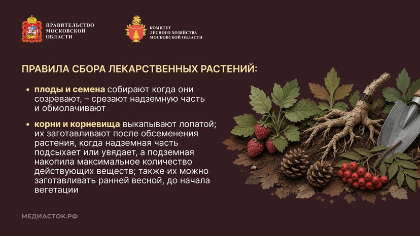 Ягоды, грибы, лекарственные растения горизонталь 08