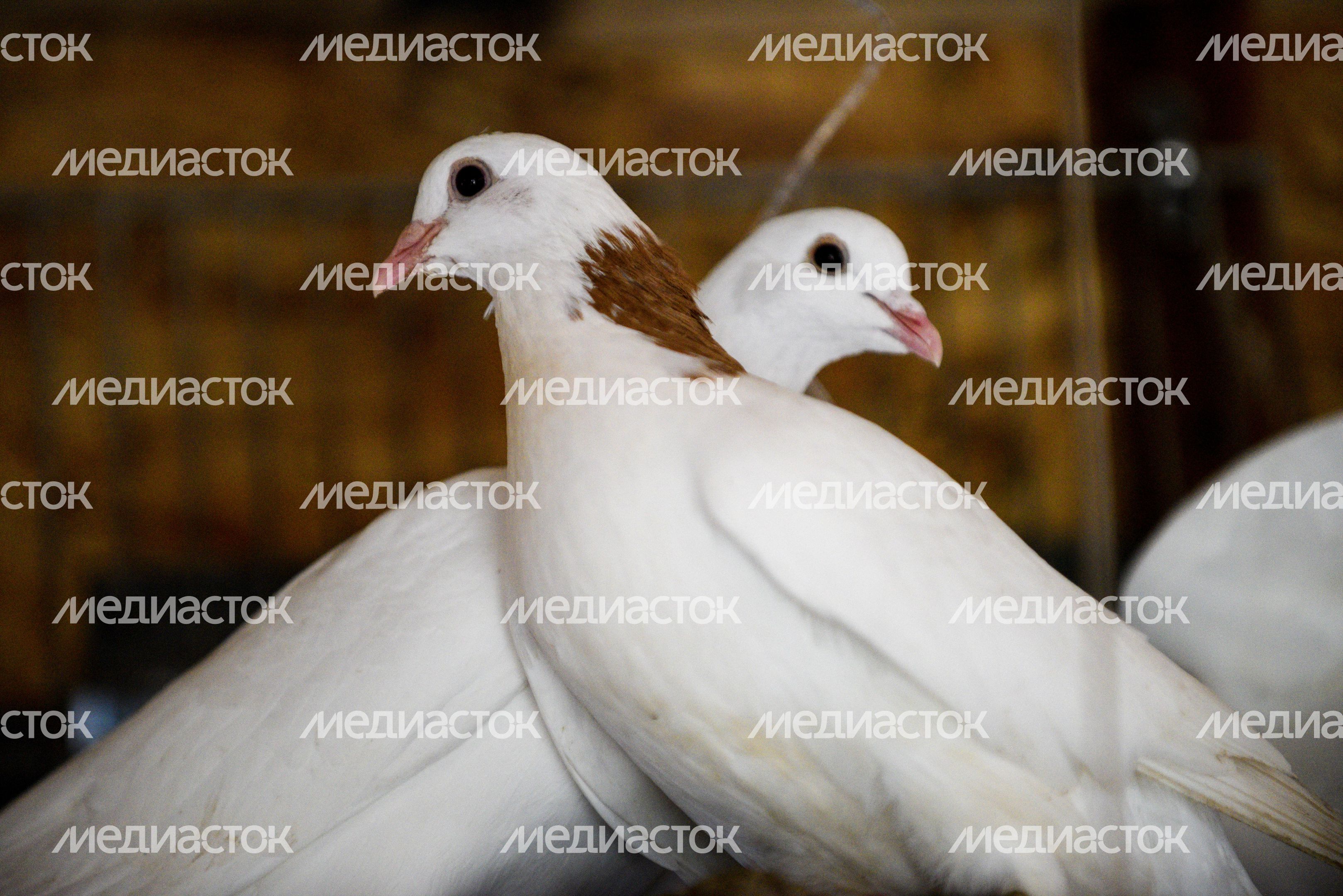 Голубятня в Москве