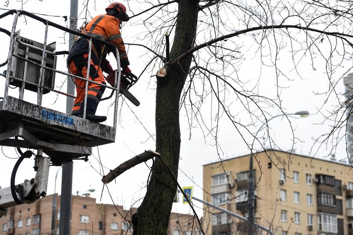 Обрезка тополей в Москве