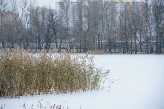 Реутов. Парк «Фабричный пруд». Зима