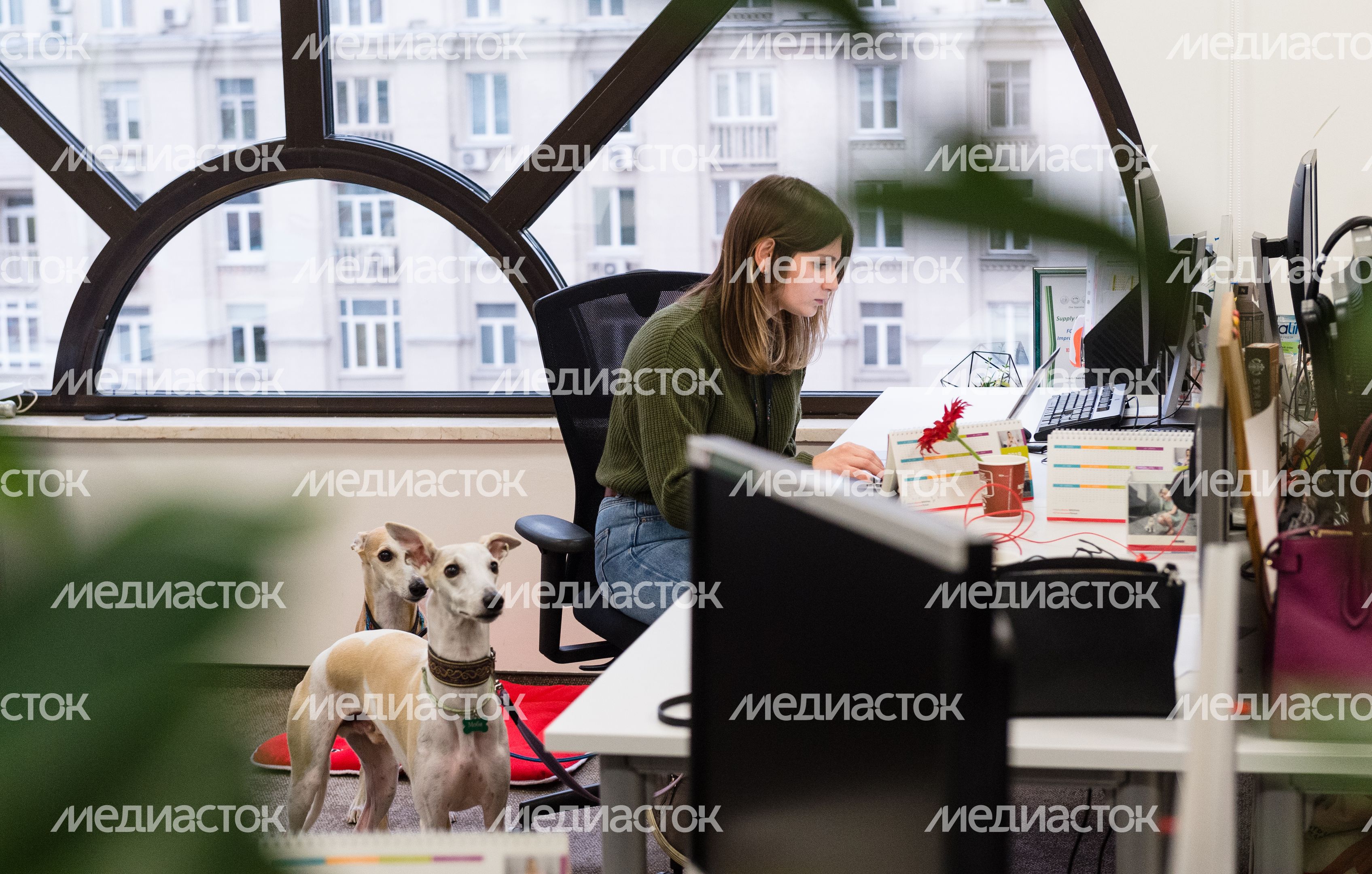 Pet‑friendly офис Purina