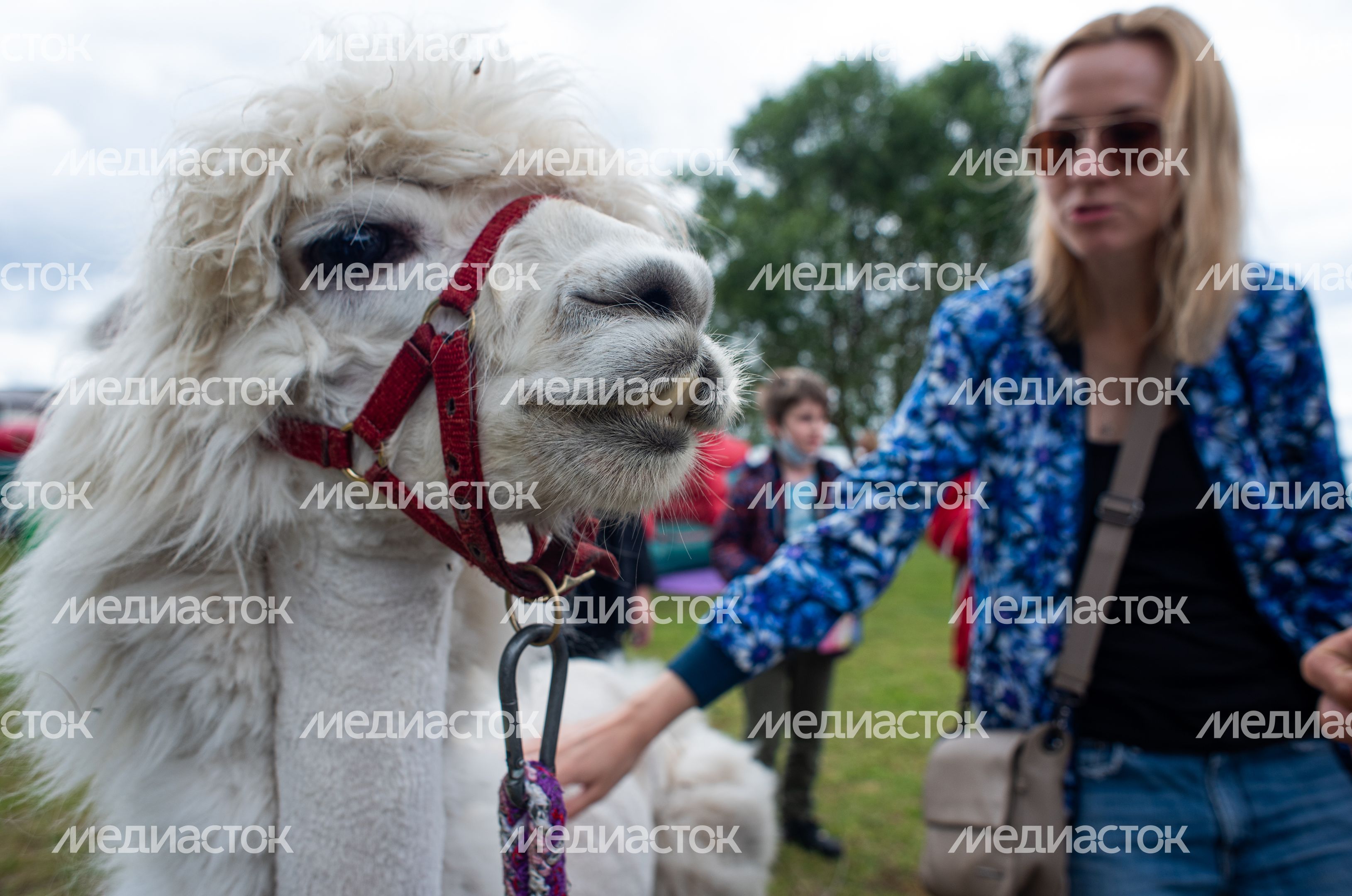 Гастрономический фестиваль Alpaca Wellbeing Fest