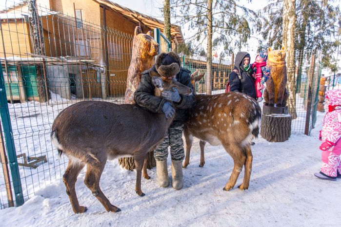 Оленья ферма ZooОleni в Рузском округе