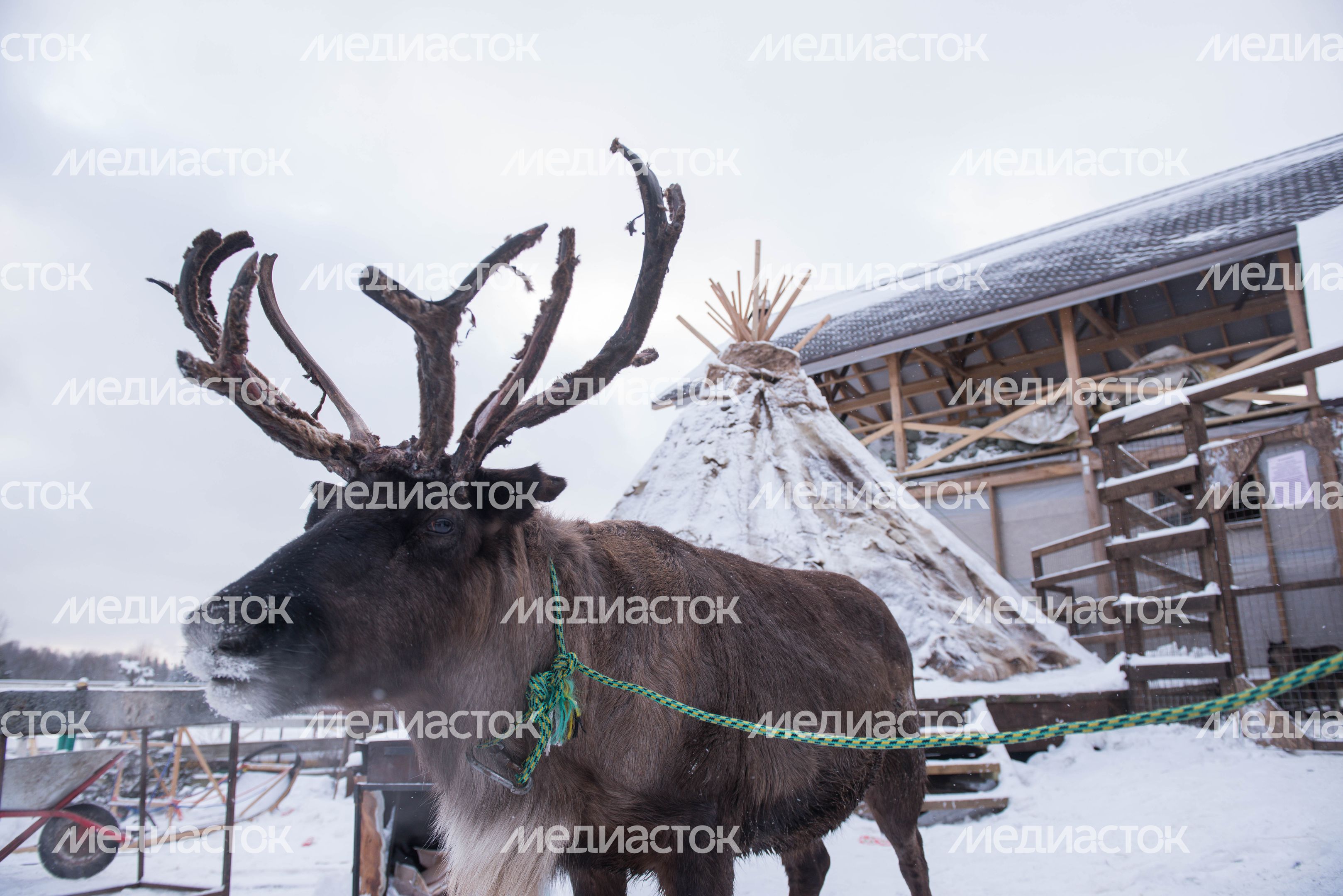 Оленья ферма в Дзержинском