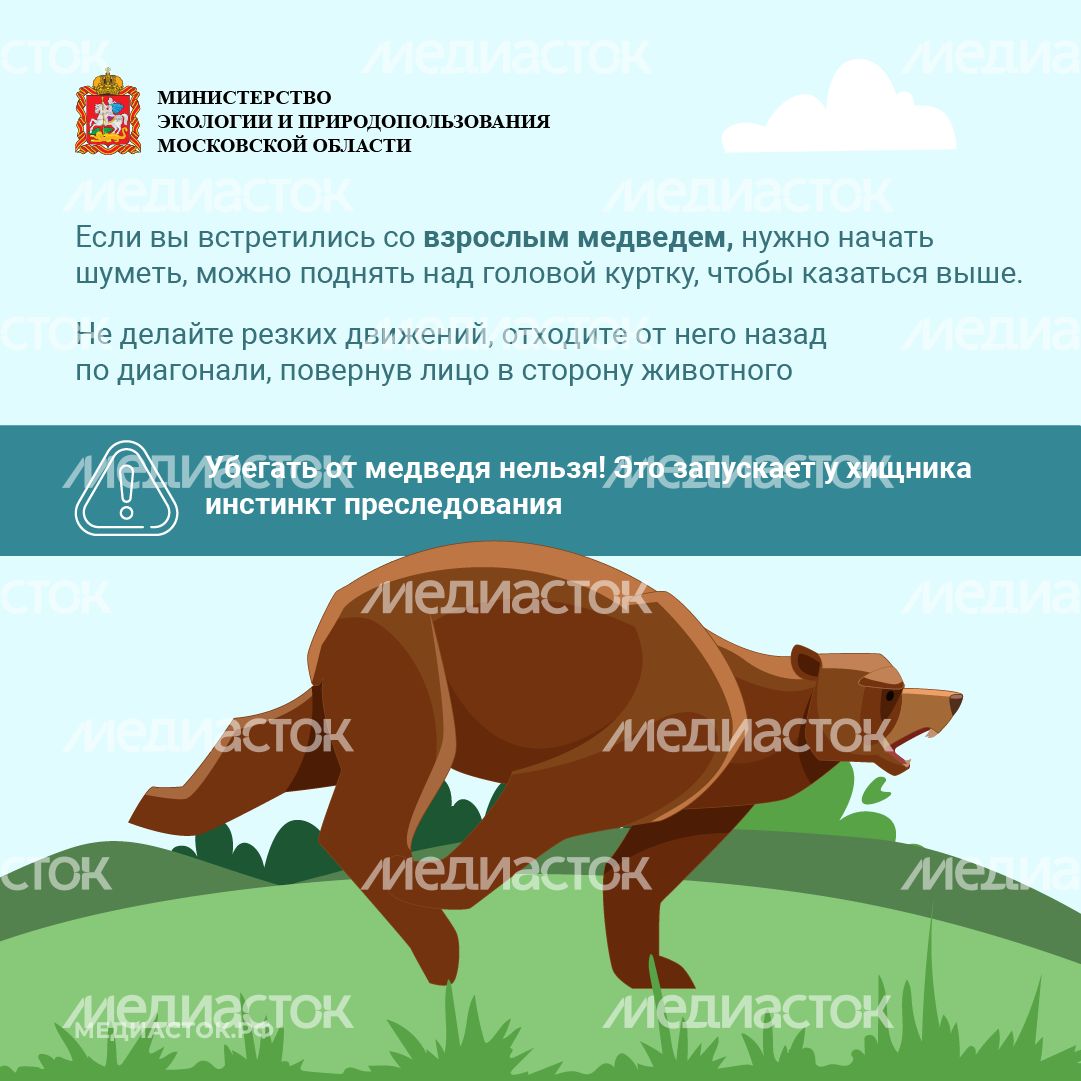 Медведь – сосед, которого нужно знать_квадрат 09 Медведь – сосед, которого нужно знать_квадрат 09