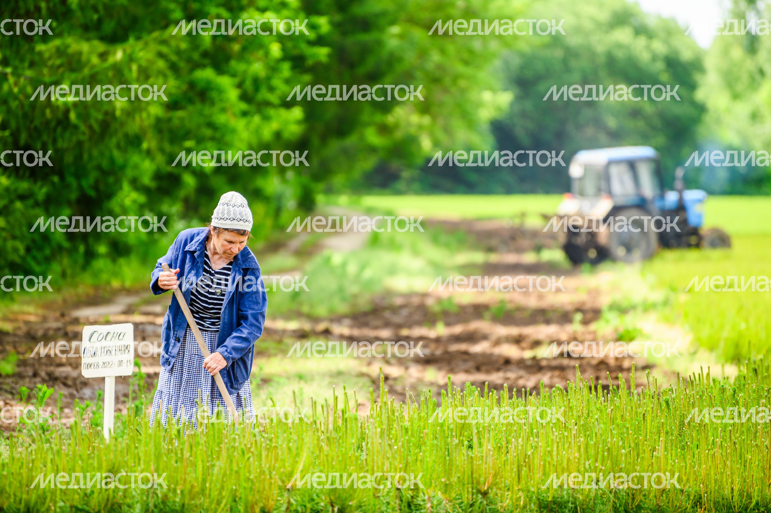 В Ульянинском питомнике Комлесхоза проводят уход за сеянцами ели и сосны В Ульянинском питомнике Комлесхоза проводят уход за сеянцами ели и сосны