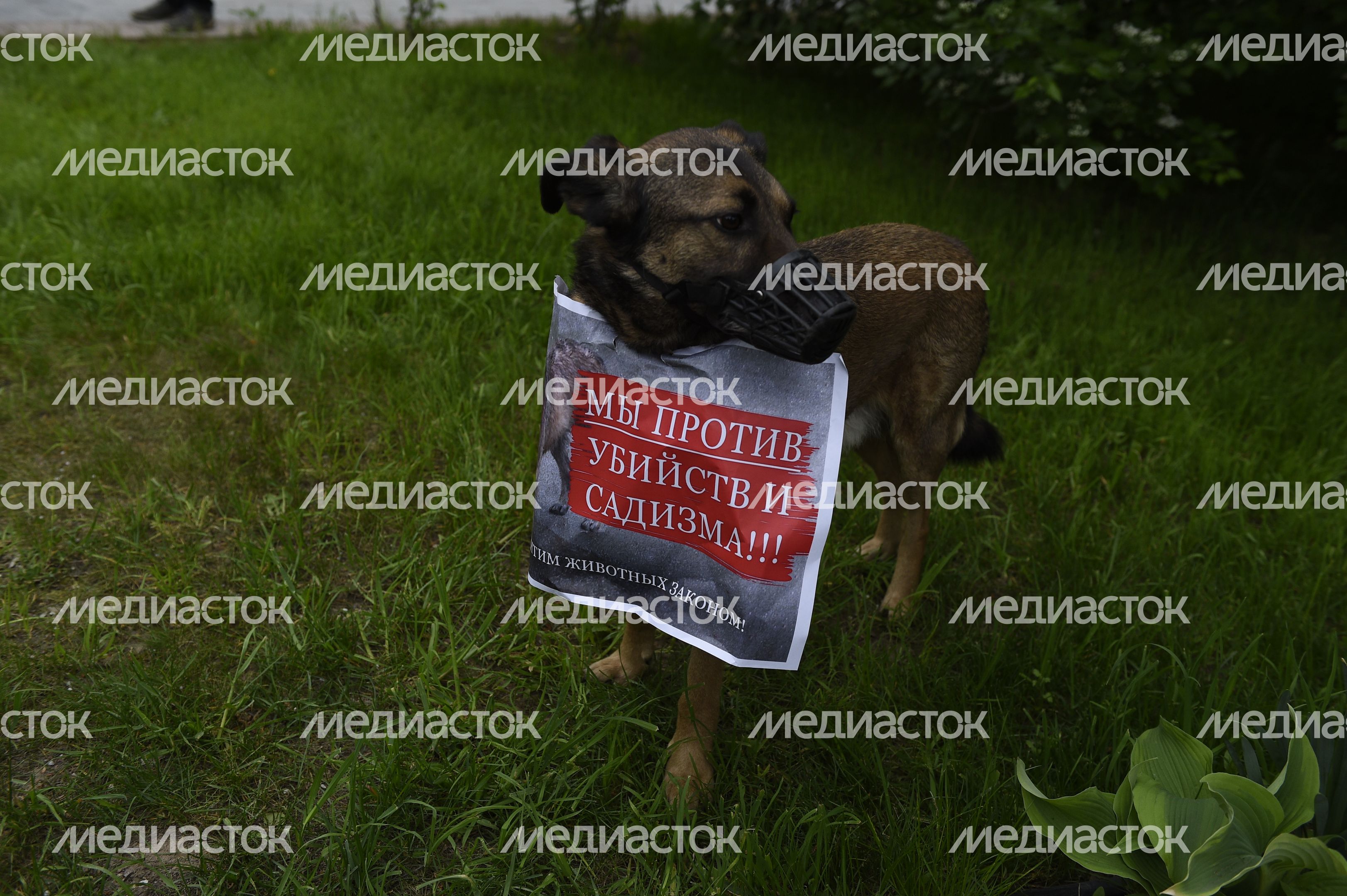 Митинг в защиту животных из приютов в Москве