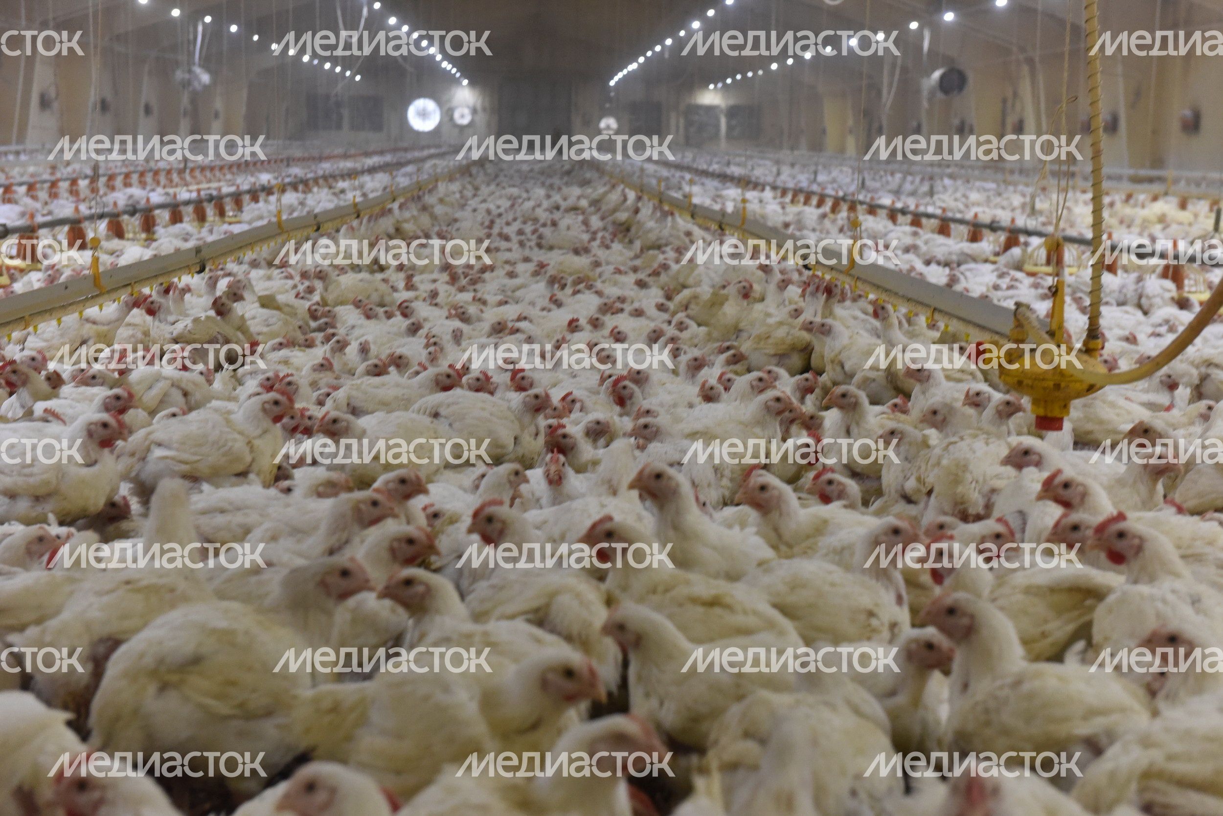 Открытие нового 16-го высокотехнологического птичника напольного содержания на птицефабрике «Элинар-Бройлер»