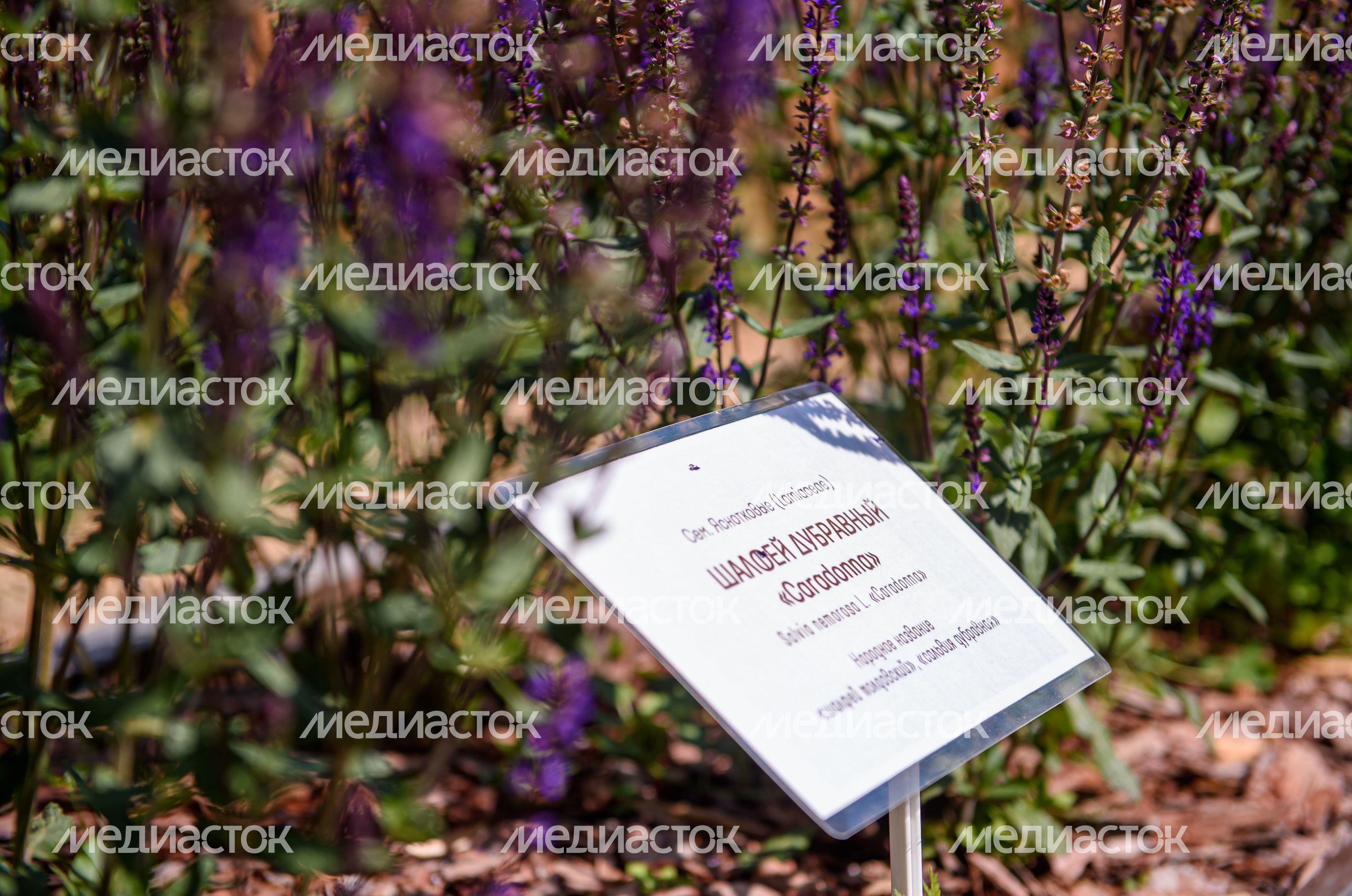 Переславский дендрологический сад имени Сергея Фёдоровича Харитонова