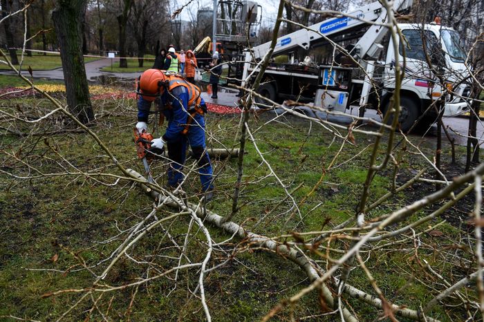 Обрезка тополей в Москве