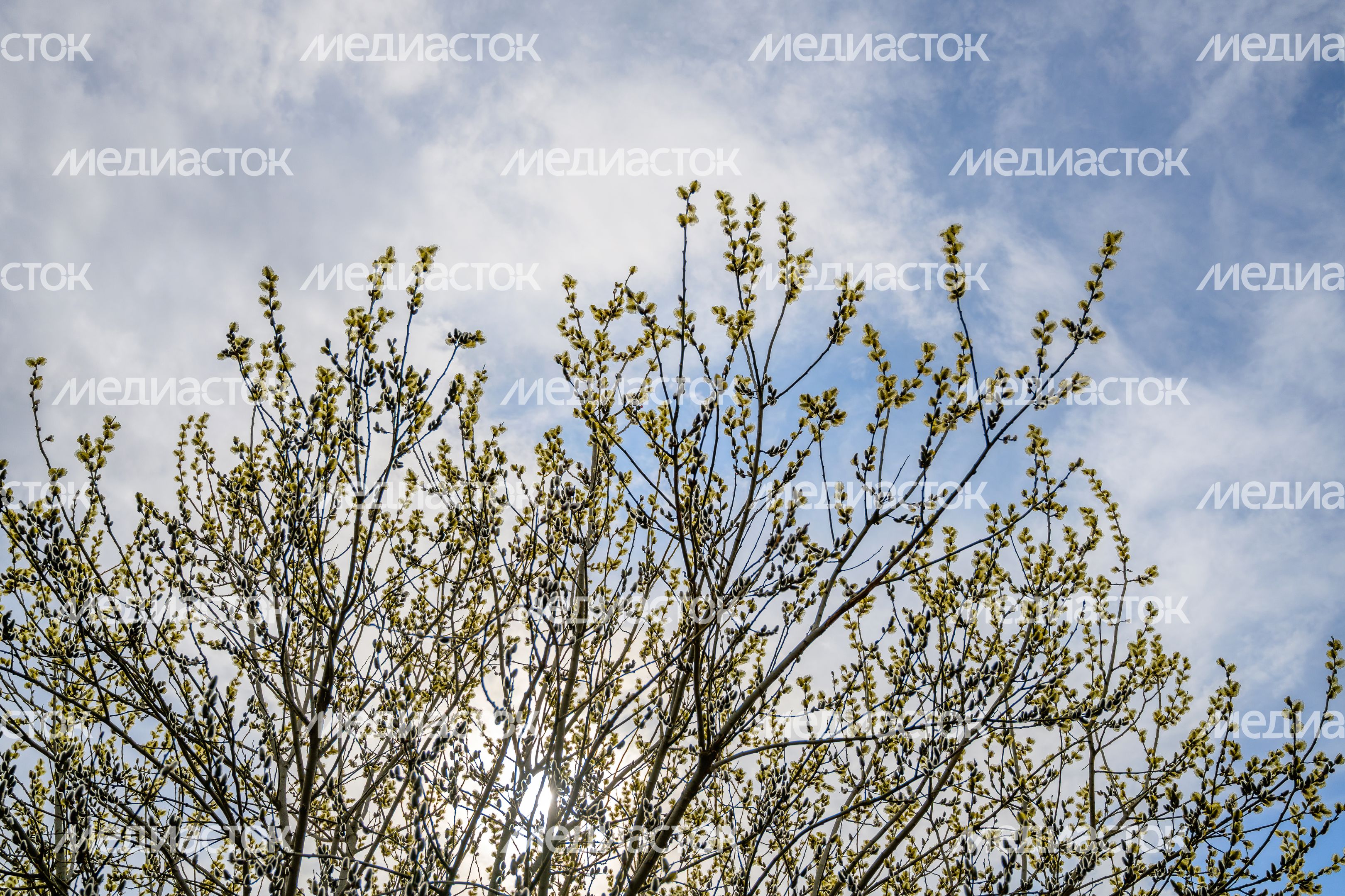Весна в Подмосковье - расцвела верба Весна в Подмосковье - расцвела верба