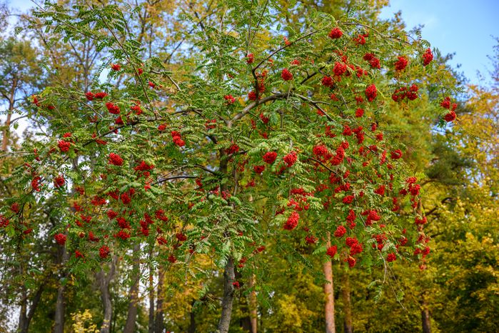 Раменский городской парк культуры и отдыха. Осень