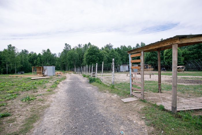 Оленья ферма "Бемби ленд" в Волоколамском округе