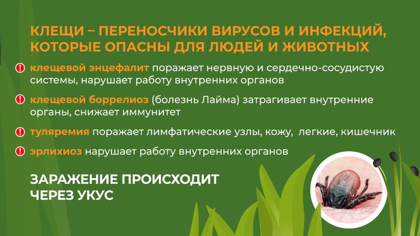комлесхоз_клещи_гор_3