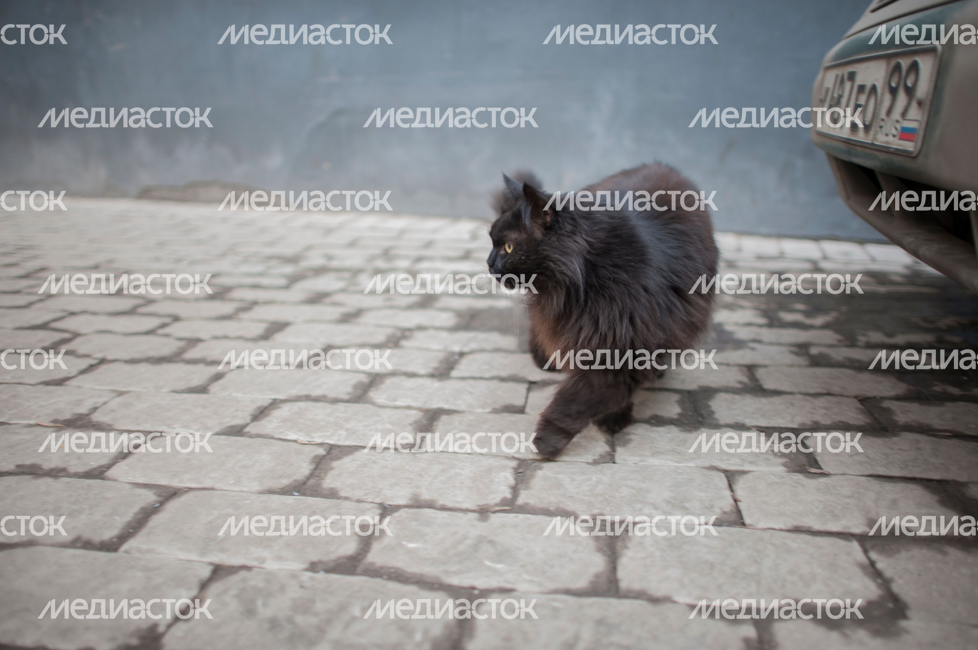 Кот Бегемот в музее «Дом Булгакова» Кот Бегемот в музее «Дом Булгакова»