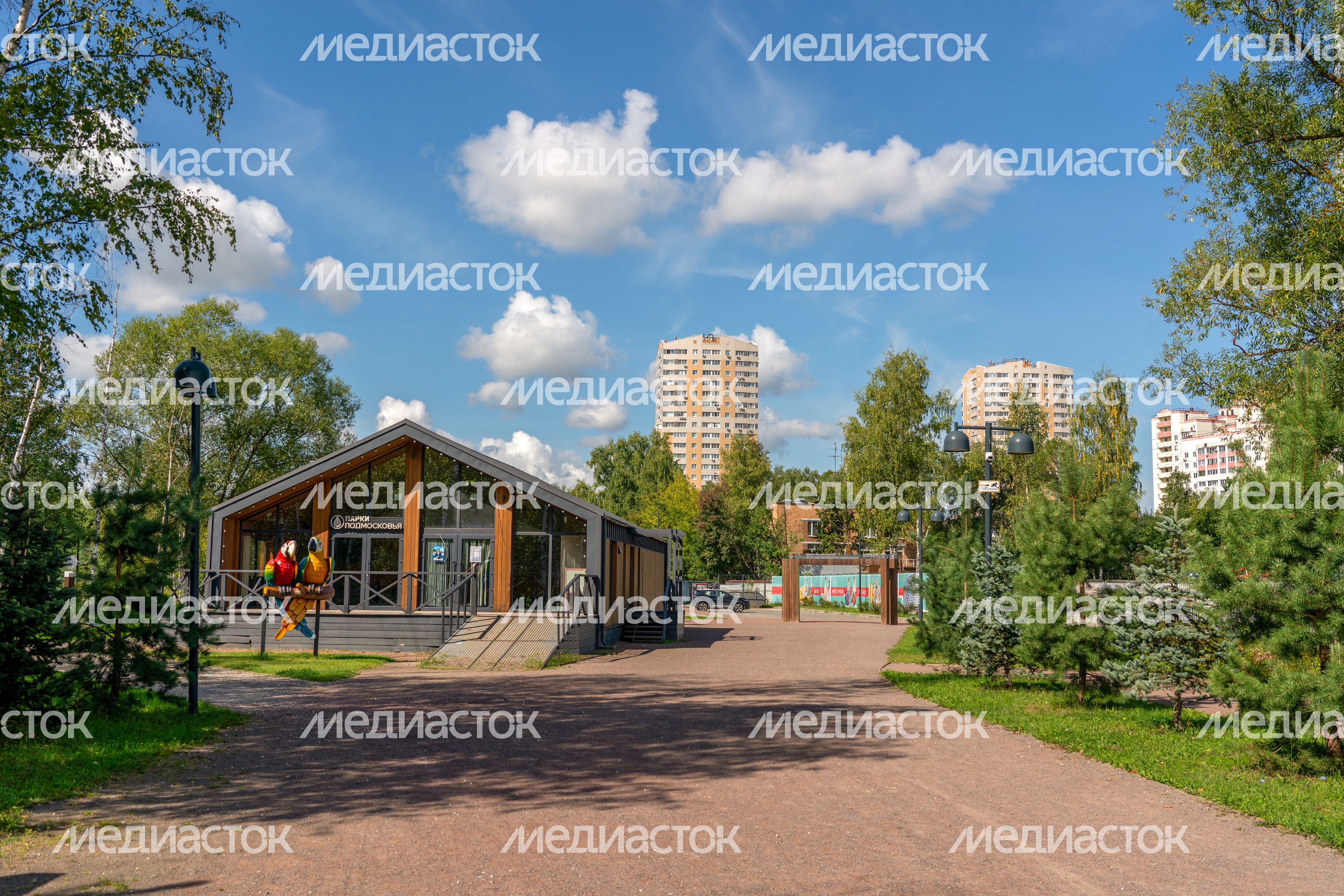 Лобненский лесопарк летом 2026 года Лобненский лесопарк летом 2026 года