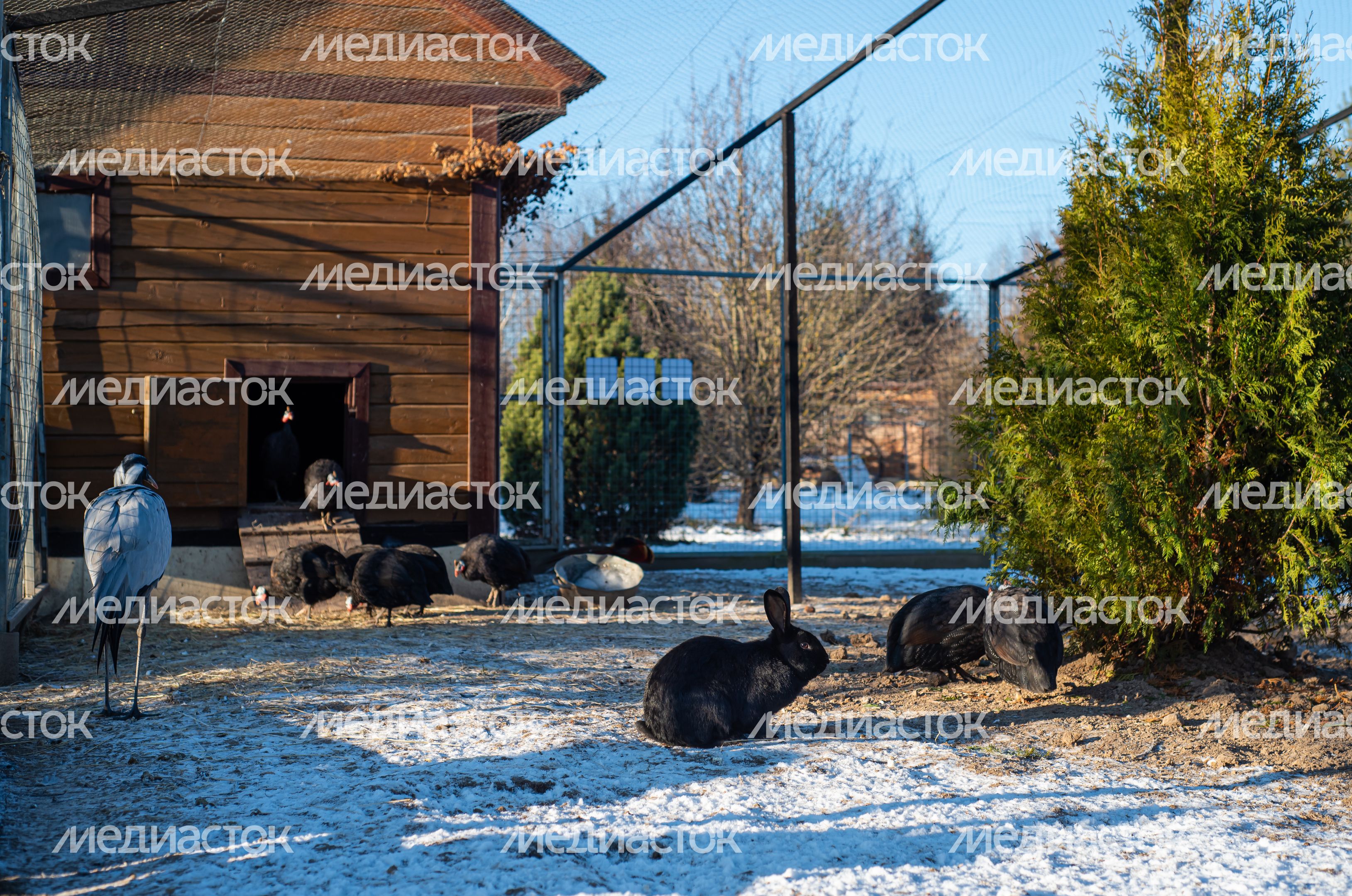 Зимний Парк Птиц «Воробьи»
