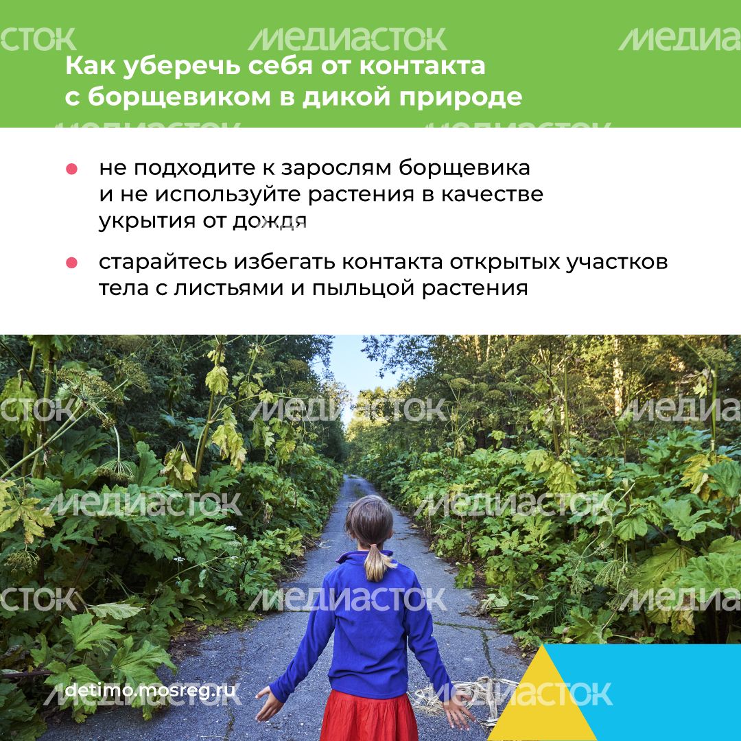 Квадрат_Борщевик Сосновского_08.png