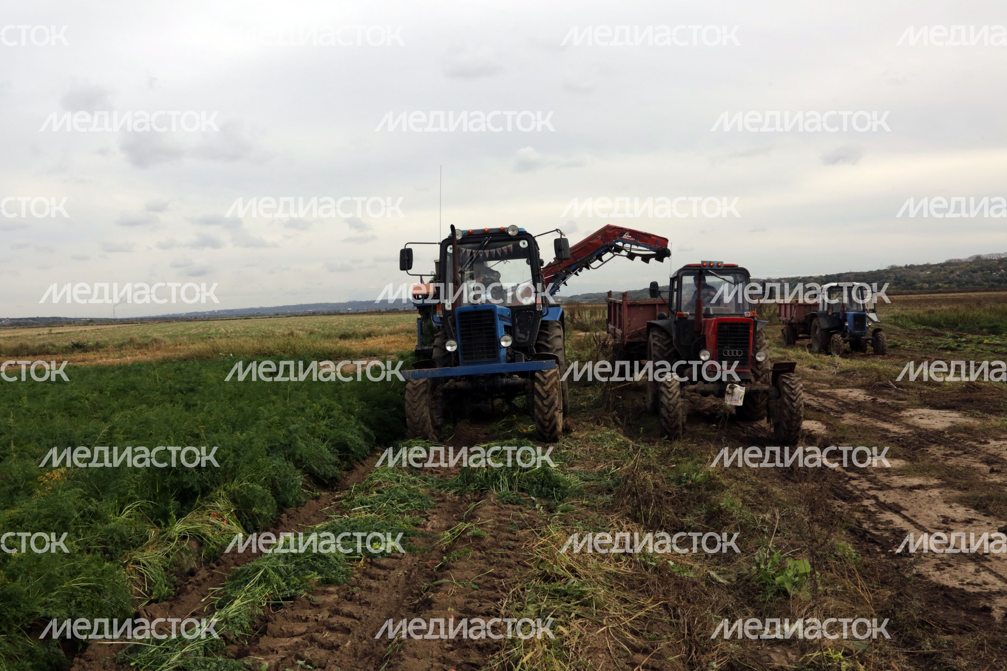 Уборка урожая моркови в Каширском районе