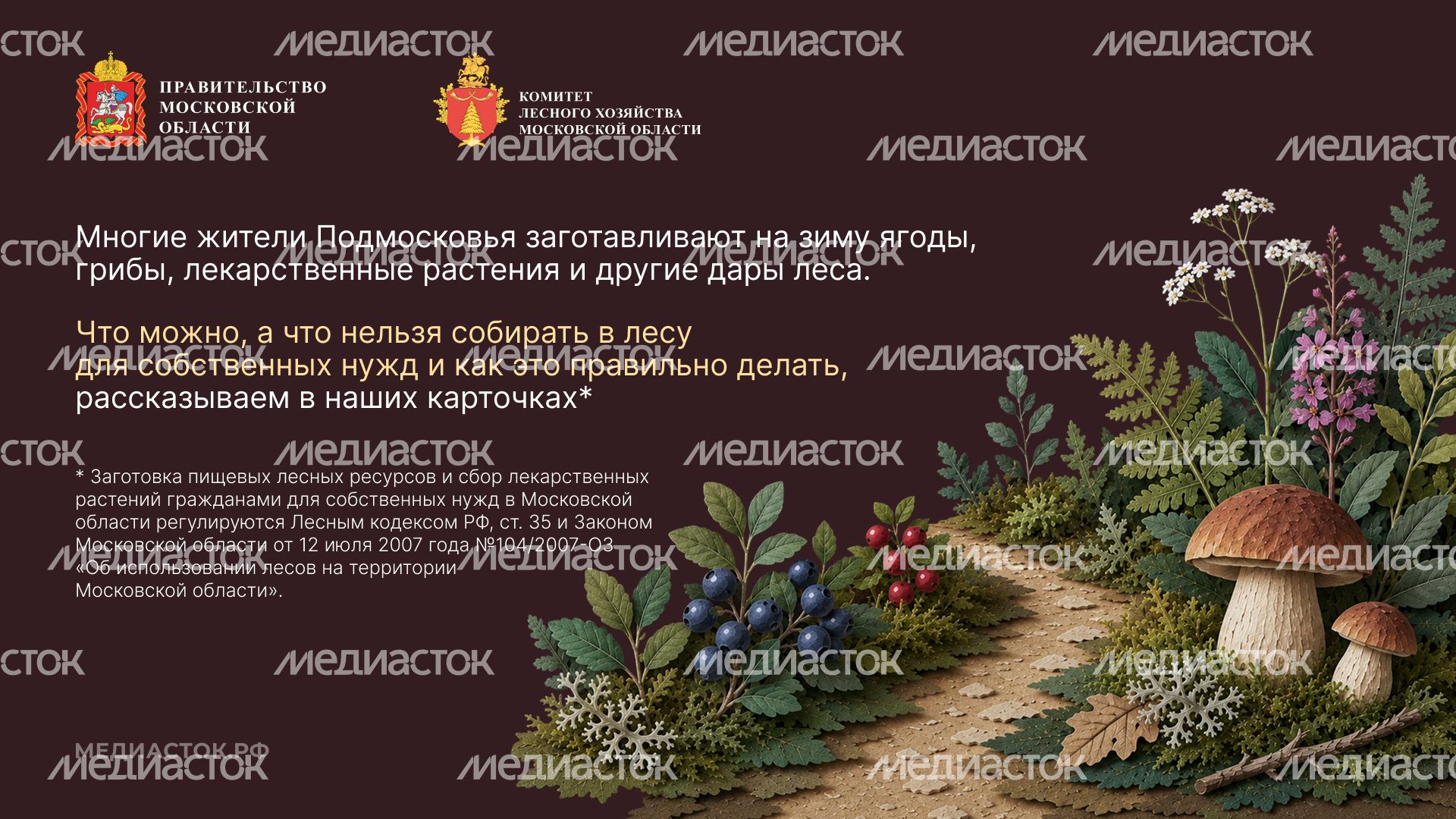 Ягоды, грибы, лекарственные растения горизонталь 02