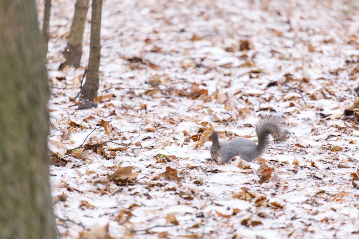 Раменское. Городской парк культуры и отдыха. Зима