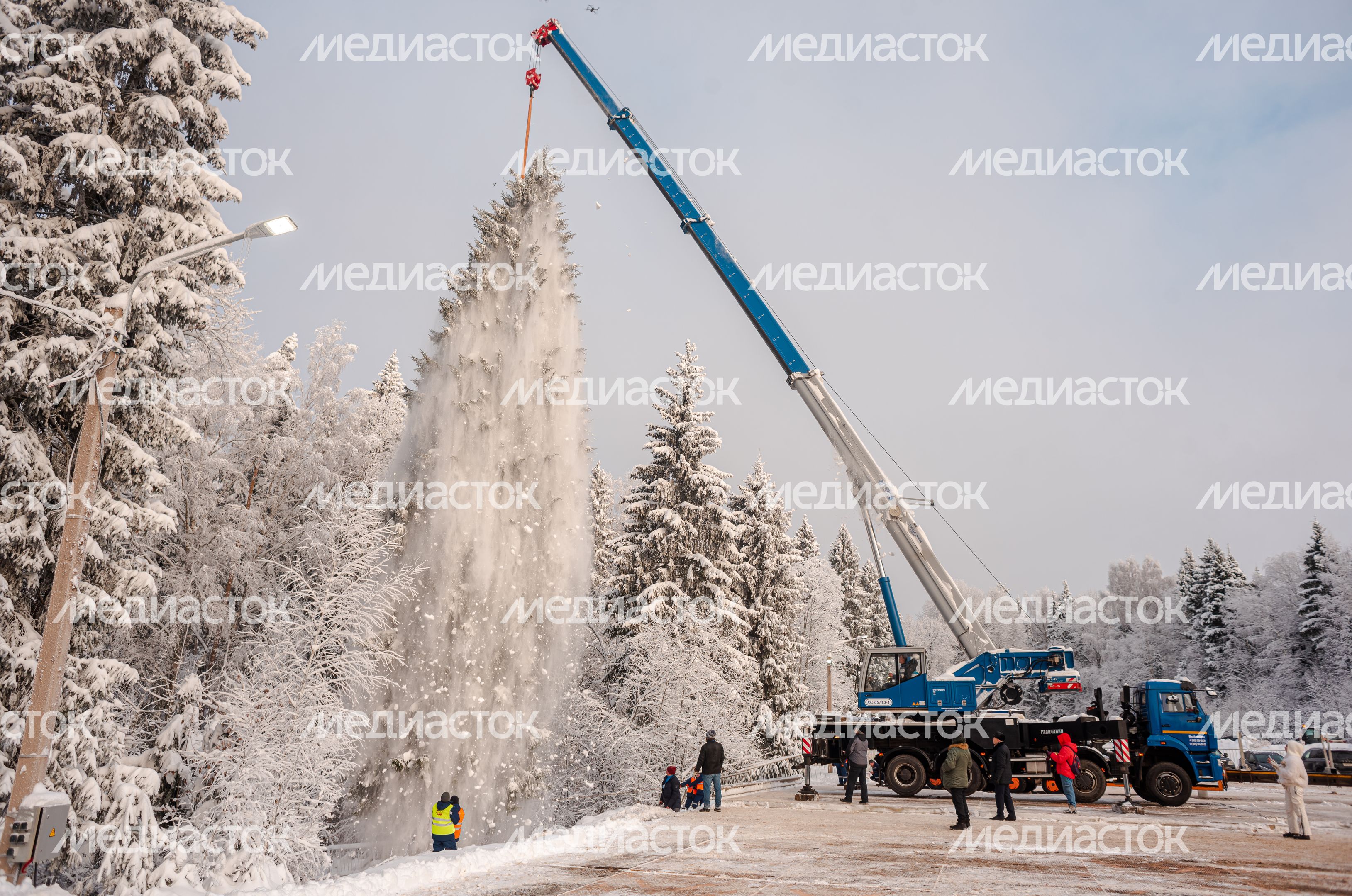 Рубка главной новогодней елки страны