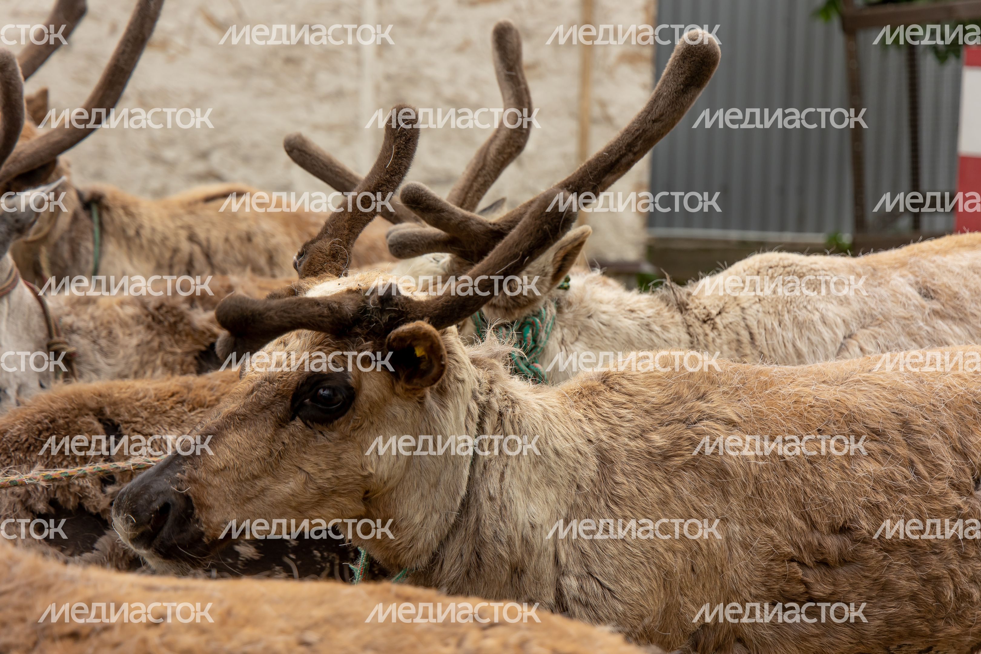 Животноводческий комплекс при киностудии Угреша-Фильм Животноводческий комплекс при киностудии Угреша-Фильм