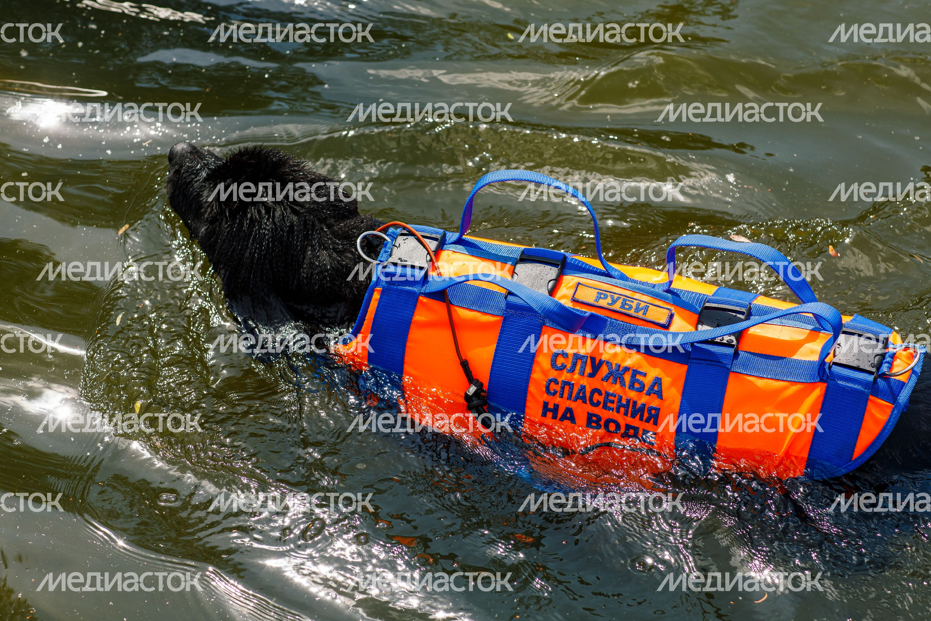Фестиваль водных видов спорта "Вода для всех" прошел в Красногорске