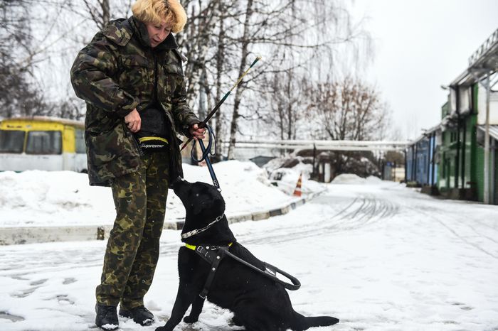Школа собак‑проводников в Подмосковье