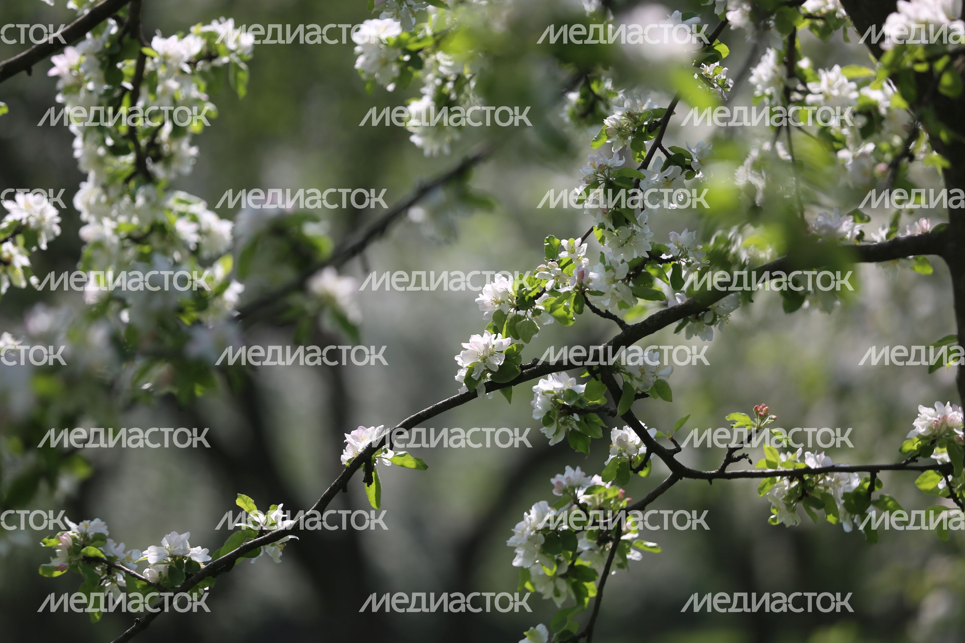 Цветение яблони в музее-заповеднике «Коломенское» в Москве