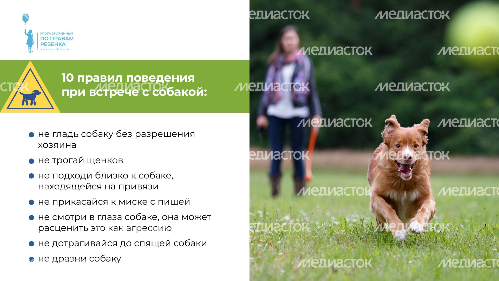 уппр_осторожно_собака_горизонталь_3.jpg